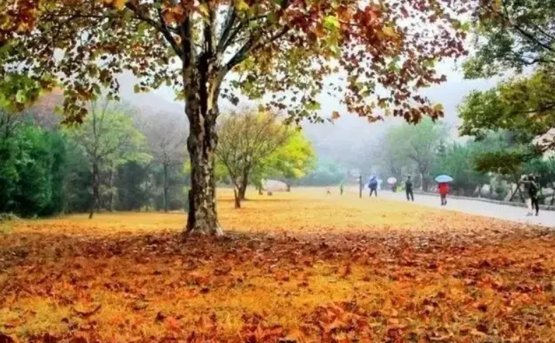 屏幕截图 2024-10-17 201442.png